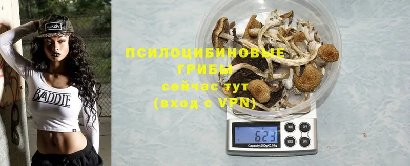 где купить наркоту  Елец  ссылка на мегу сайт  Галлюциногенные грибы Cubensis 